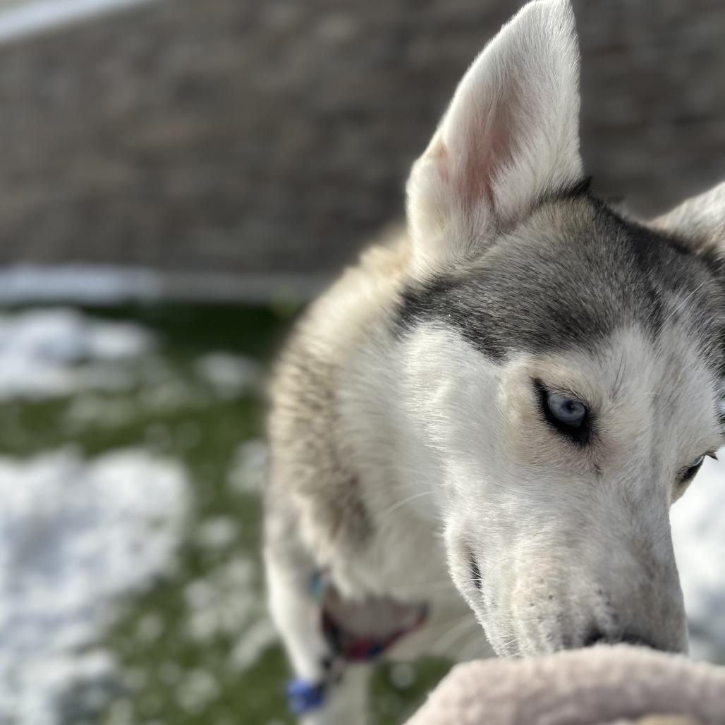 Enlarge Aurora, a Adoptable mixed breed in Washington Township, OH image 5/6