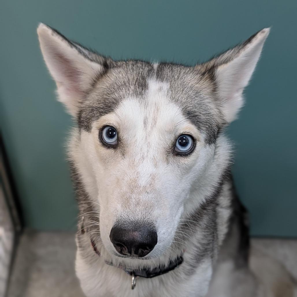 Enlarge Aurora, a Adoptable mixed breed in Washington Township, OH image 6/6