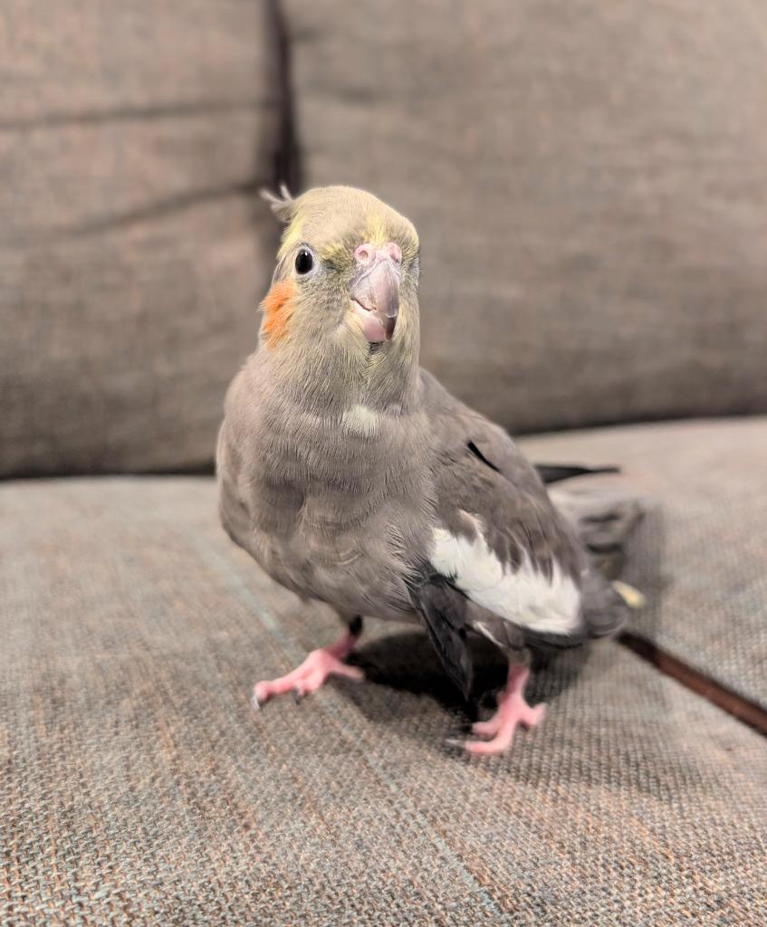 Enlarge Bonnie, a Adoptable Cockatiel in Ballwin, MO image 2/6