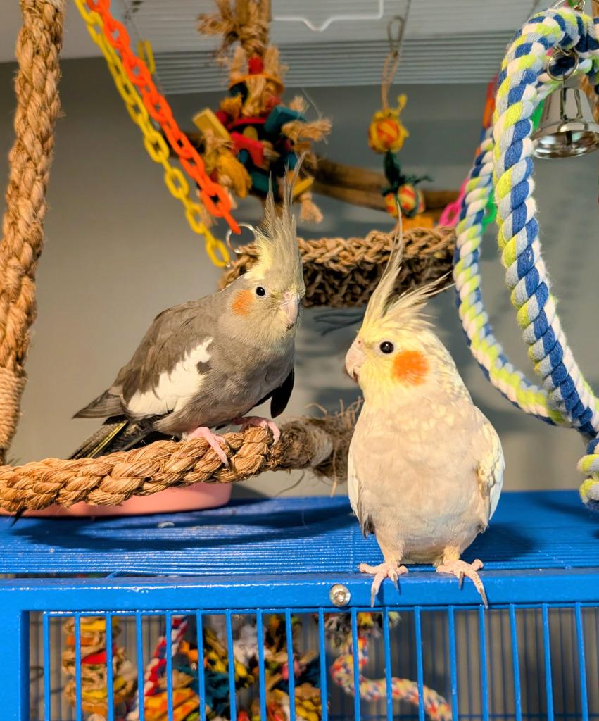 Enlarge Bonnie, a Adoptable Cockatiel in Ballwin, MO image 3/6
