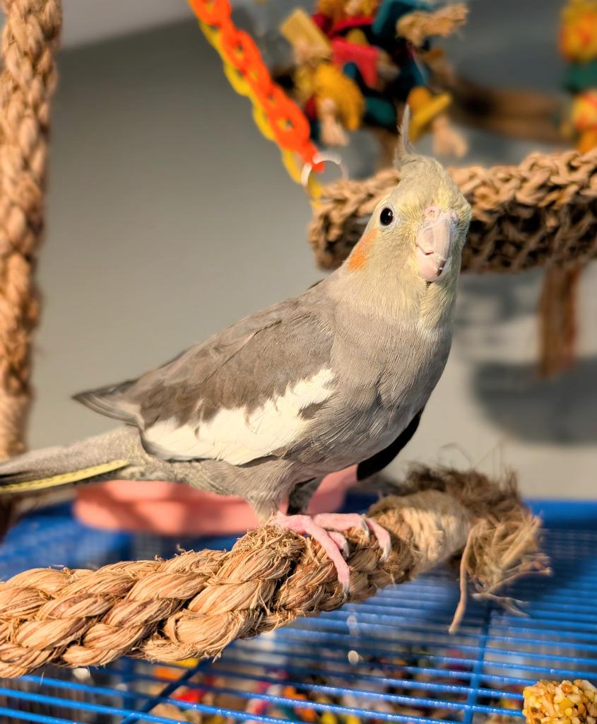 Enlarge Bonnie, a Adoptable Cockatiel in Ballwin, MO image 5/6