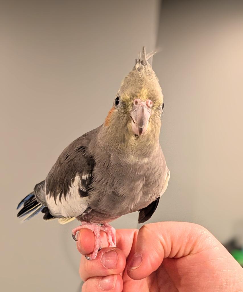Enlarge Bonnie, a Adoptable Cockatiel in Ballwin, MO image 6/6