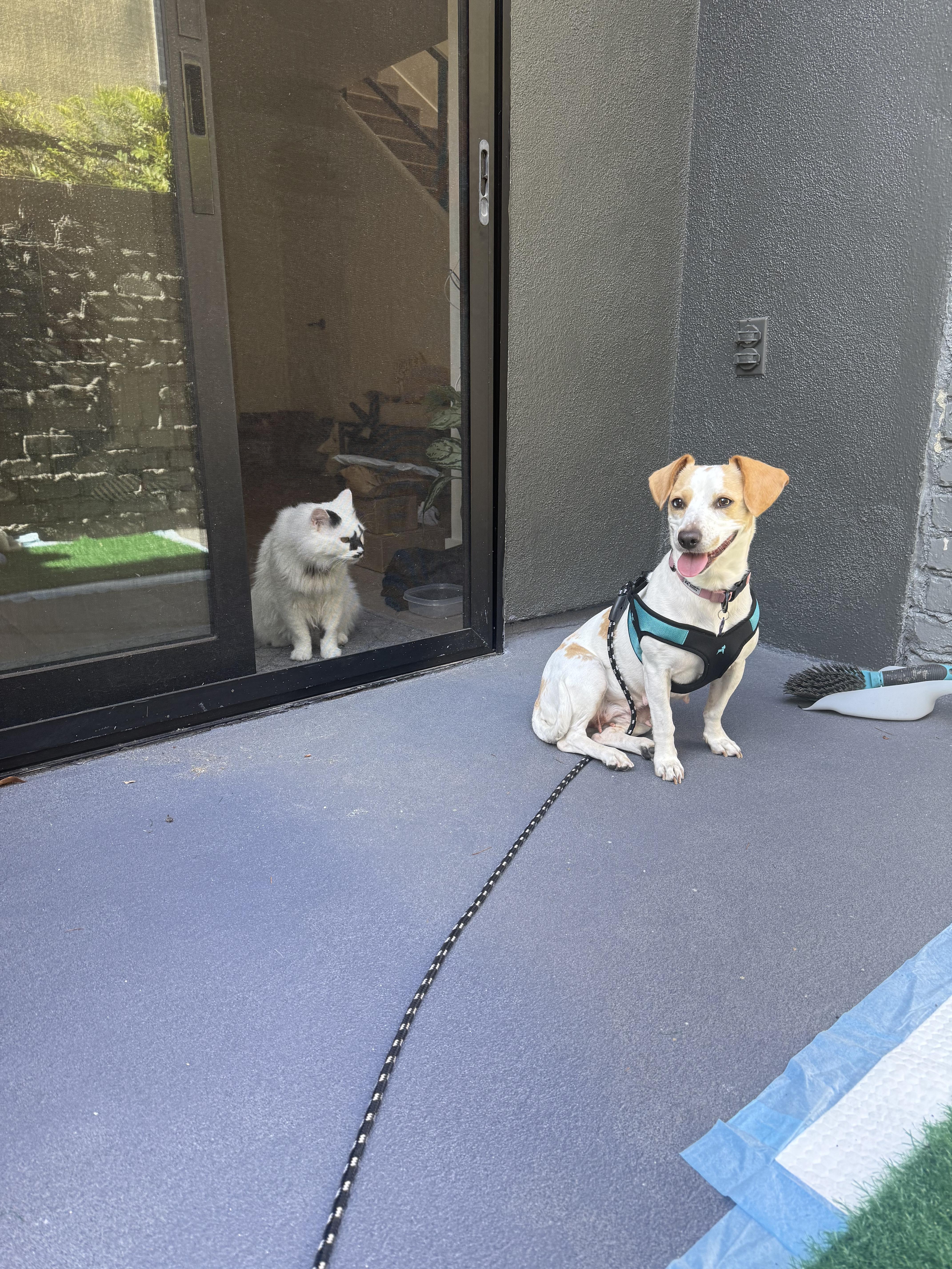 Enlarge MINNIE, a Adoptable mixed breed in Los Angeles, CA image 2/6