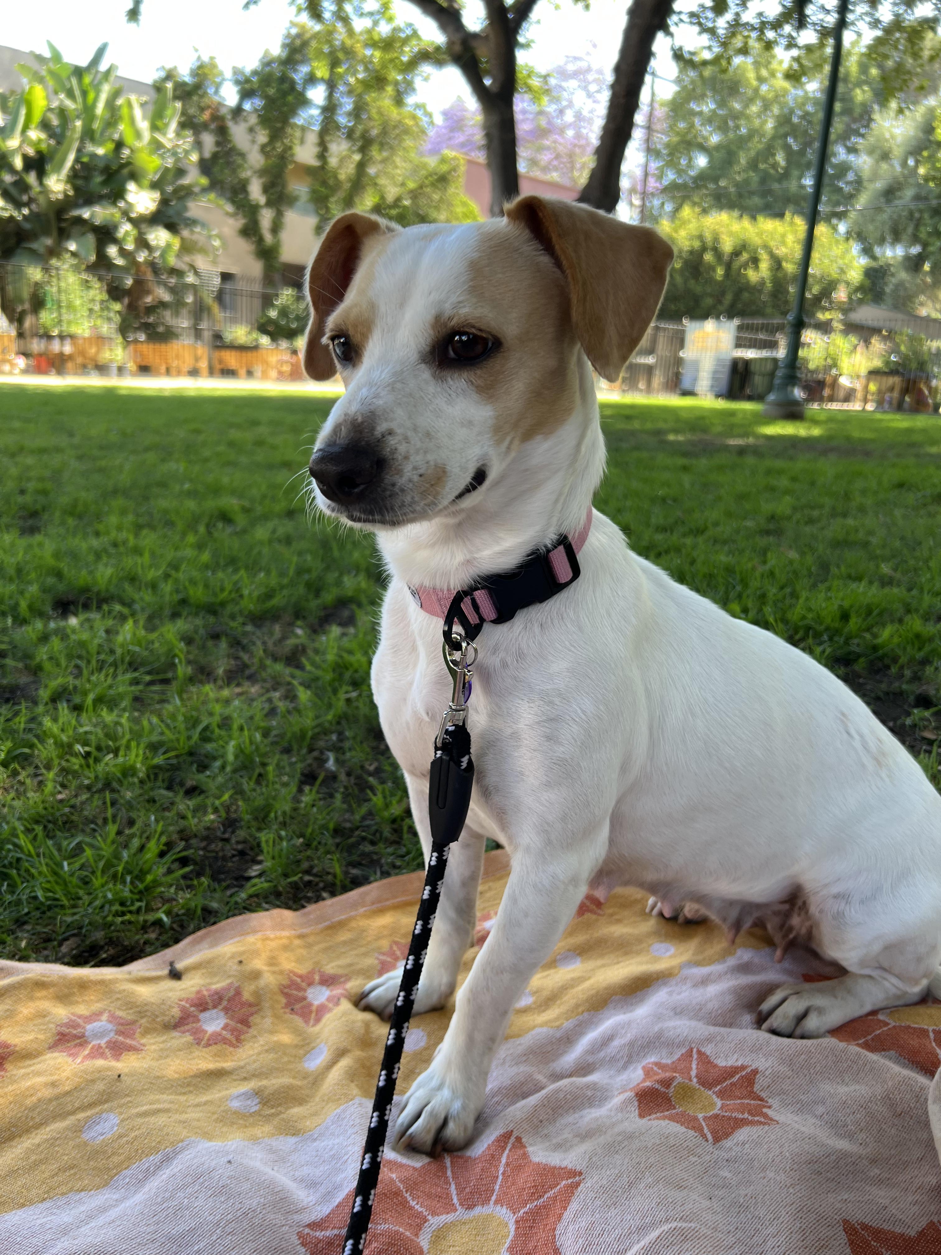 Enlarge MINNIE, a Adoptable mixed breed in Los Angeles, CA image 6/6