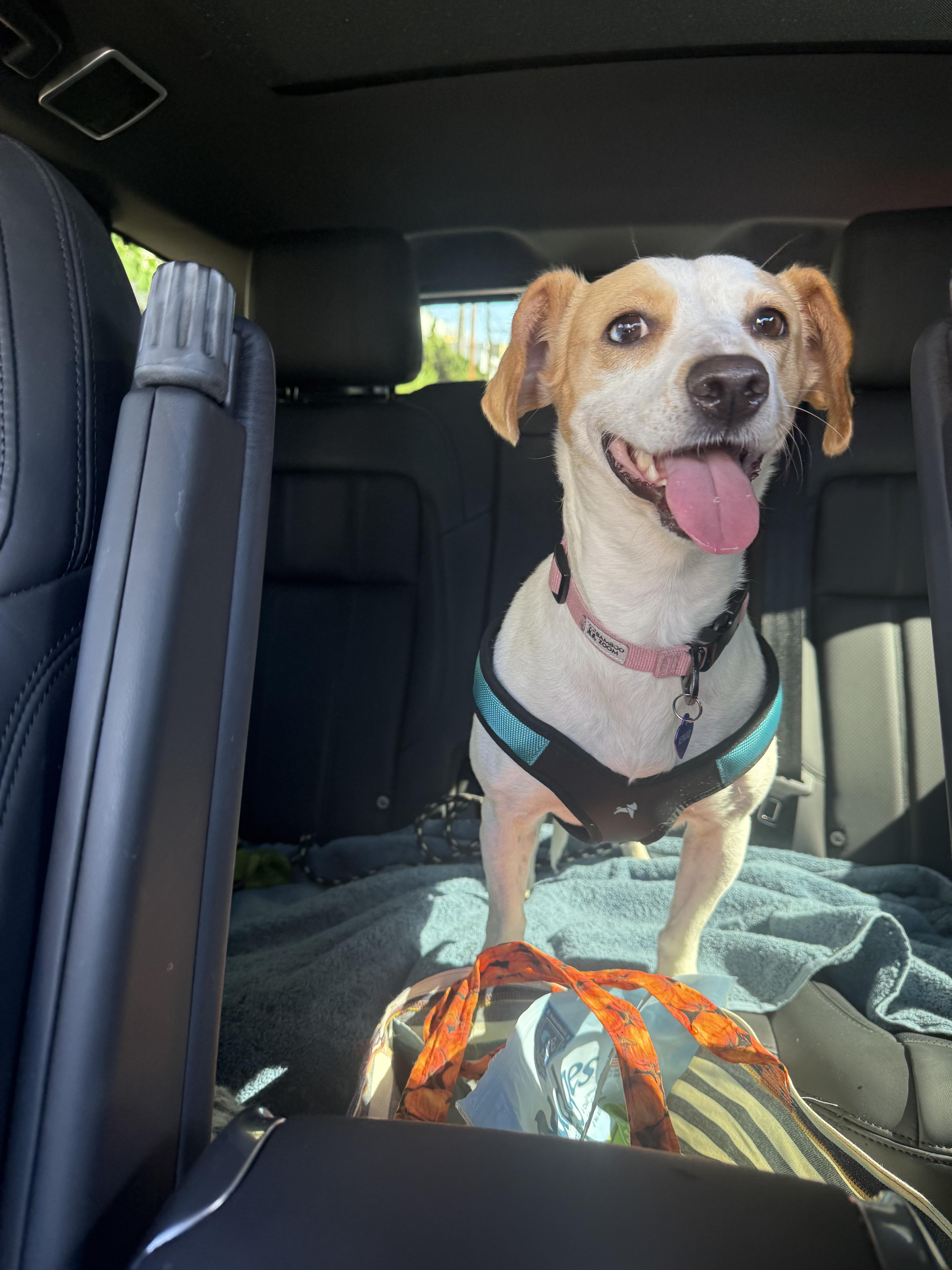 Enlarge MINNIE, a Adoptable mixed breed in Los Angeles, CA image 3/6