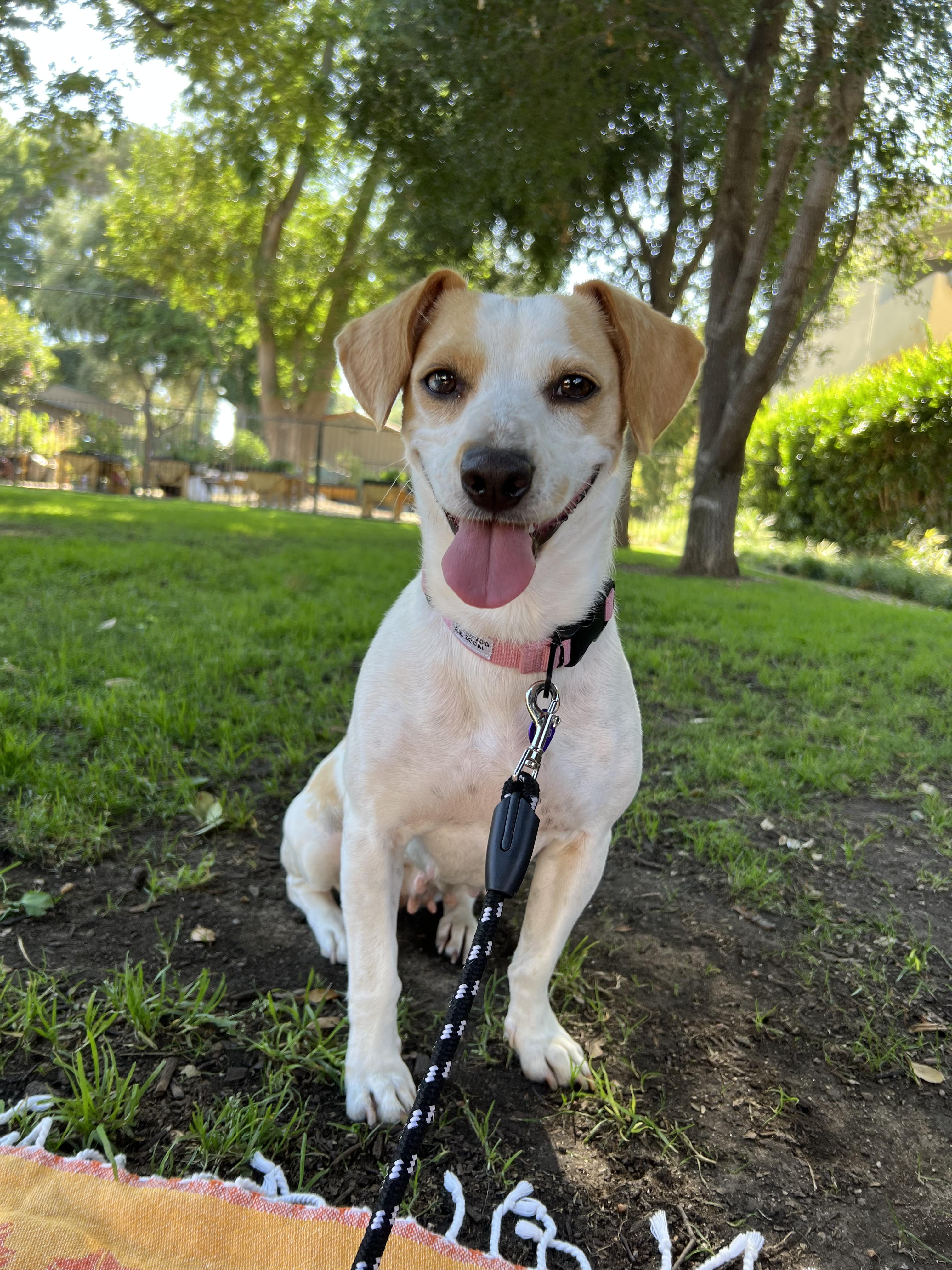 MINNIE, Adoptable, Adult Female Jack Russell Terrier & Corgi.