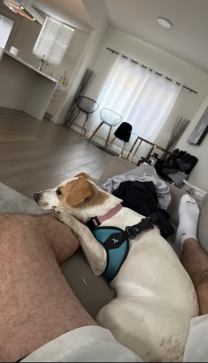 Enlarge MINNIE, a Adoptable mixed breed in Los Angeles, CA image 4/6