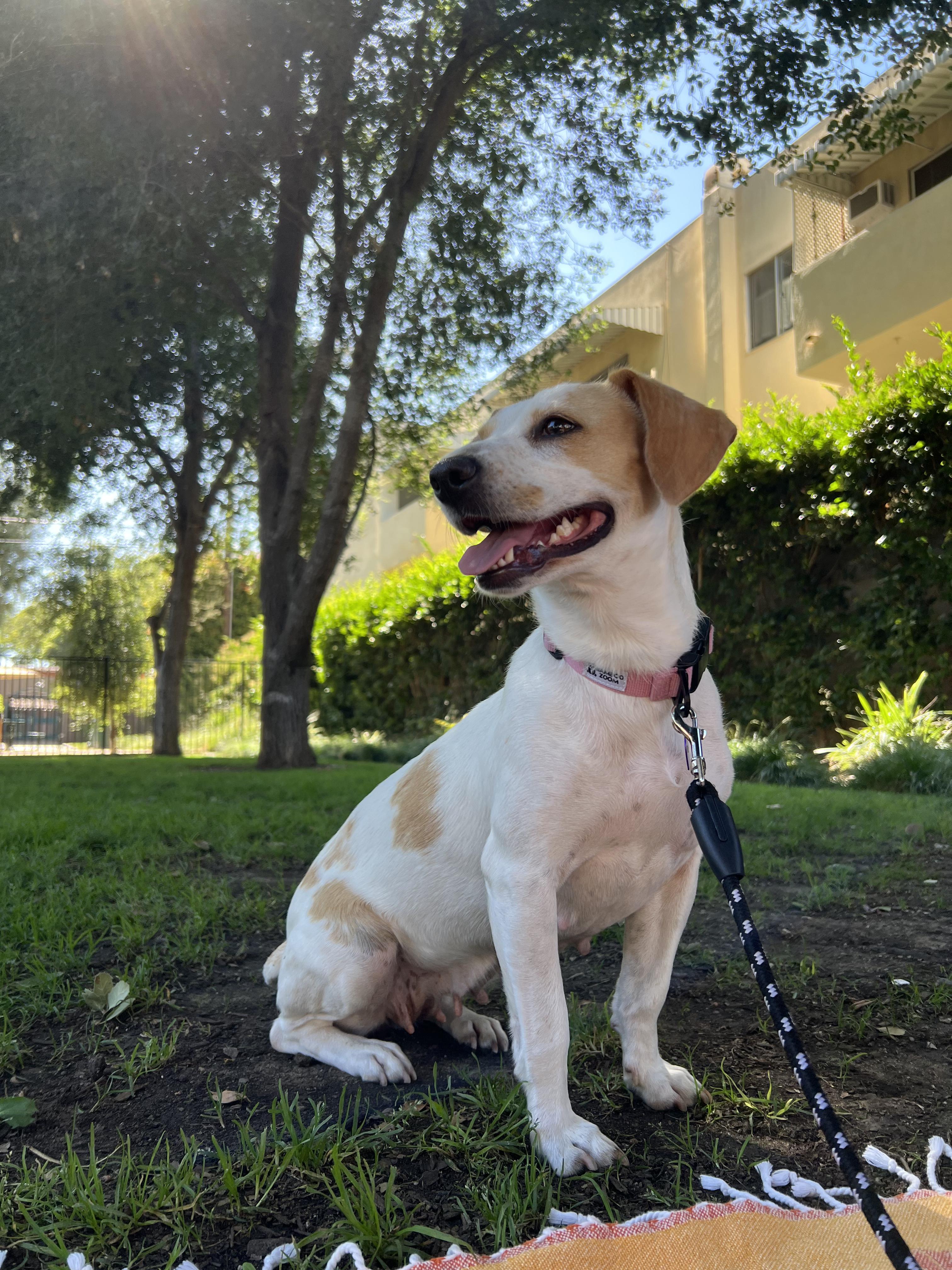 Enlarge MINNIE, a Adoptable mixed breed in Los Angeles, CA image 5/6