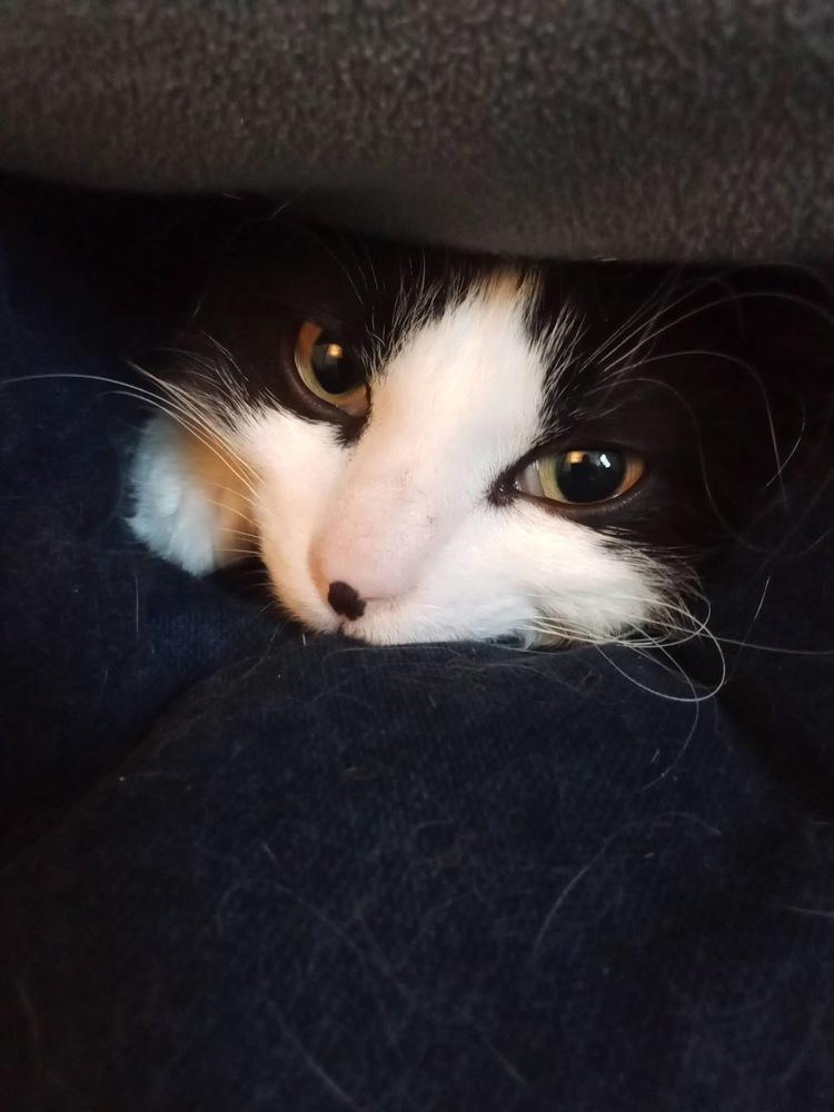 Maths: Fibonacci (Fib) - part of bonded pair, Adoptable, Kitten Male Domestic Short Hair.