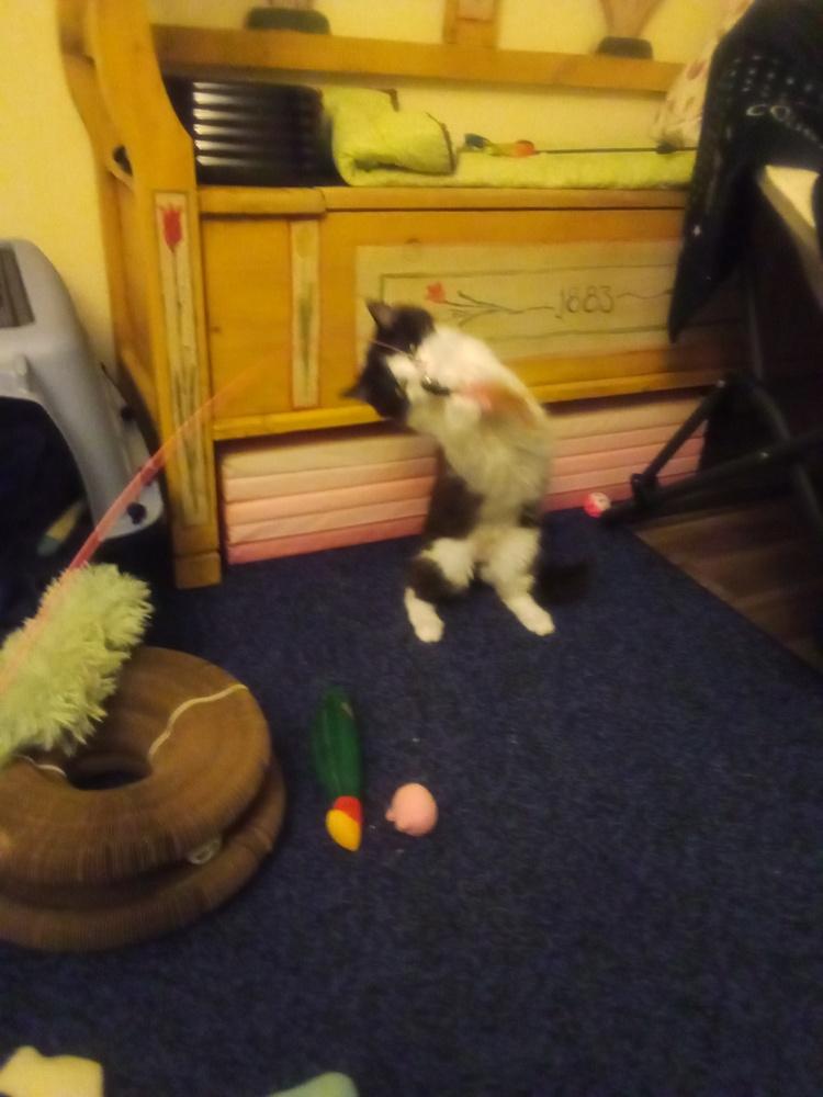 Enlarge Maths: Fibonacci (Fib) - part of bonded pair, a Adoptable mixed breed in Warren, CT image 2/6