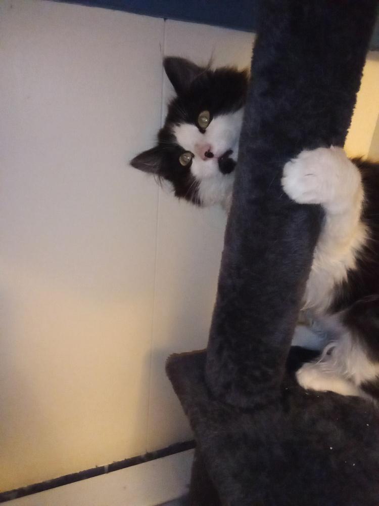 Enlarge Maths: Fibonacci (Fib) - part of bonded pair, a Adoptable mixed breed in Warren, CT image 3/6