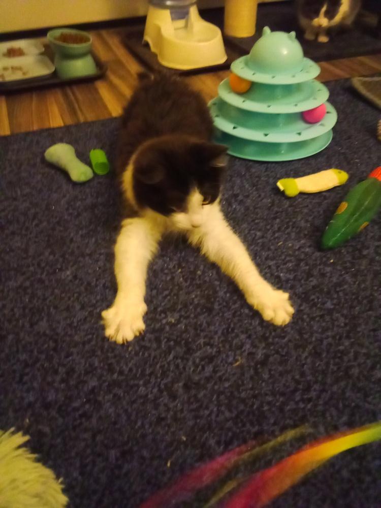 Enlarge Maths: Fibonacci (Fib) - part of bonded pair, a Adoptable mixed breed in Warren, CT image 4/6