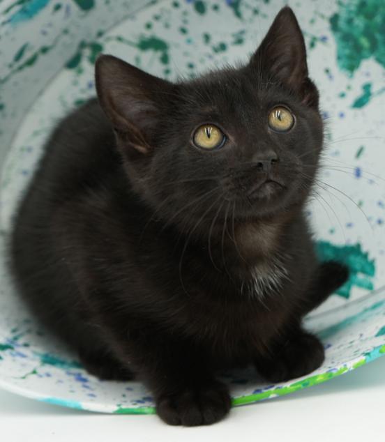Jet is such a joy!  Happiest kitten - so teeny!