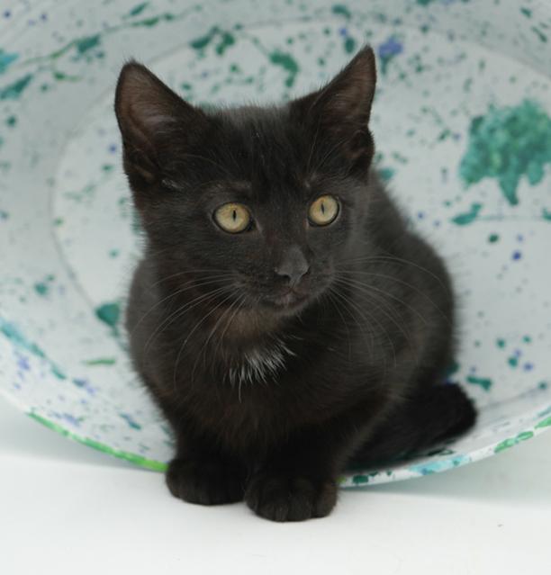 Jet is such a joy!  Happiest kitten - so teeny!