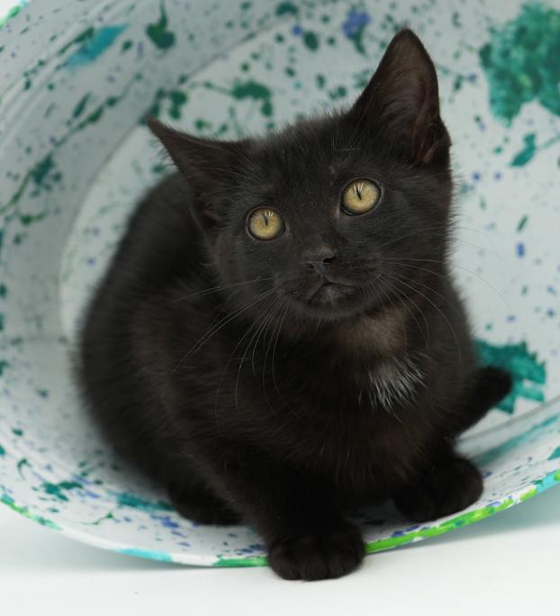 Jet is such a joy!  Happiest kitten - so teeny!