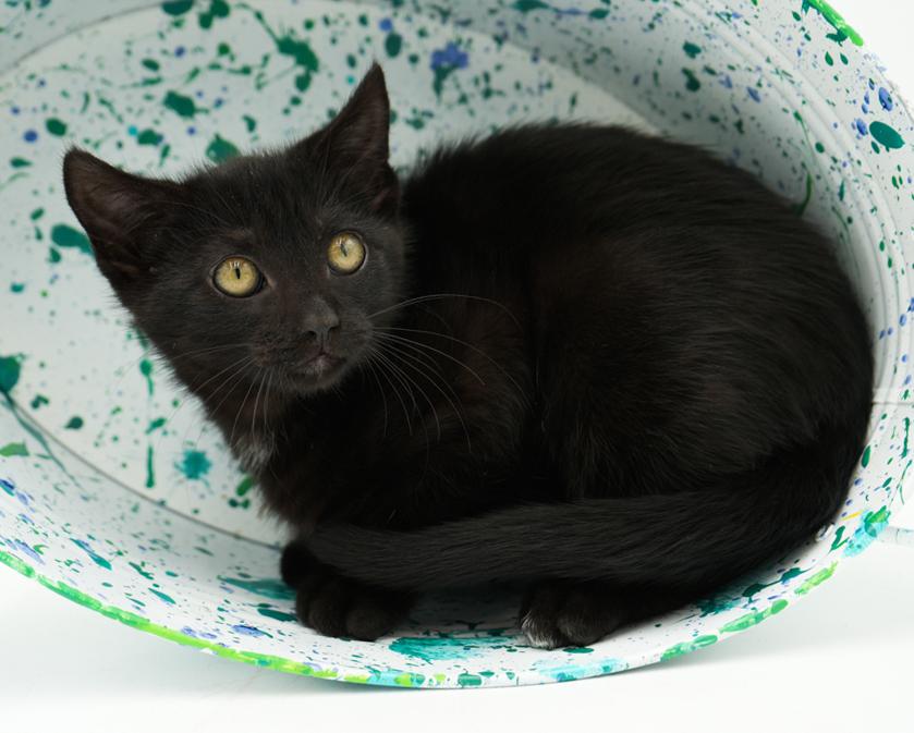 Jet is such a joy!  Happiest kitten - so teeny!
