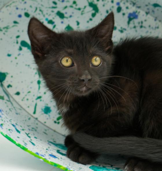 Jet is such a joy!  Happiest kitten - so teeny!