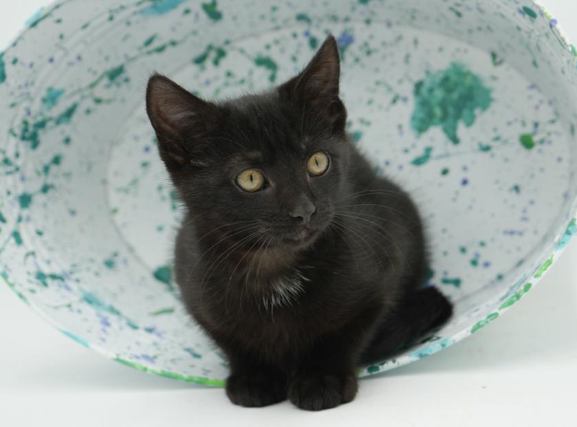 Jet is such a joy!  Happiest kitten - so teeny!