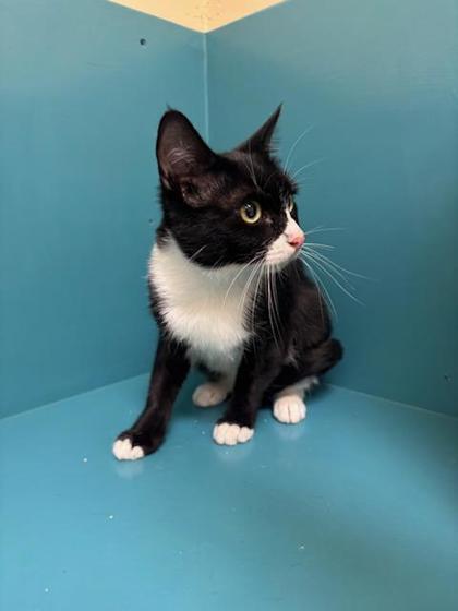 Catelyn Stark, Adoptable, Young Female Domestic Short Hair & Domestic Short Hair.