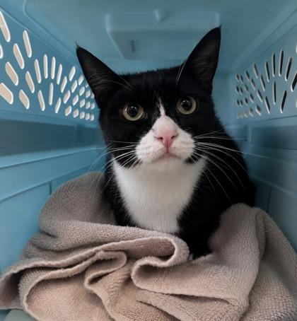 Catelyn Stark, Adoptable, Young Female Domestic Short Hair & Domestic Short Hair.