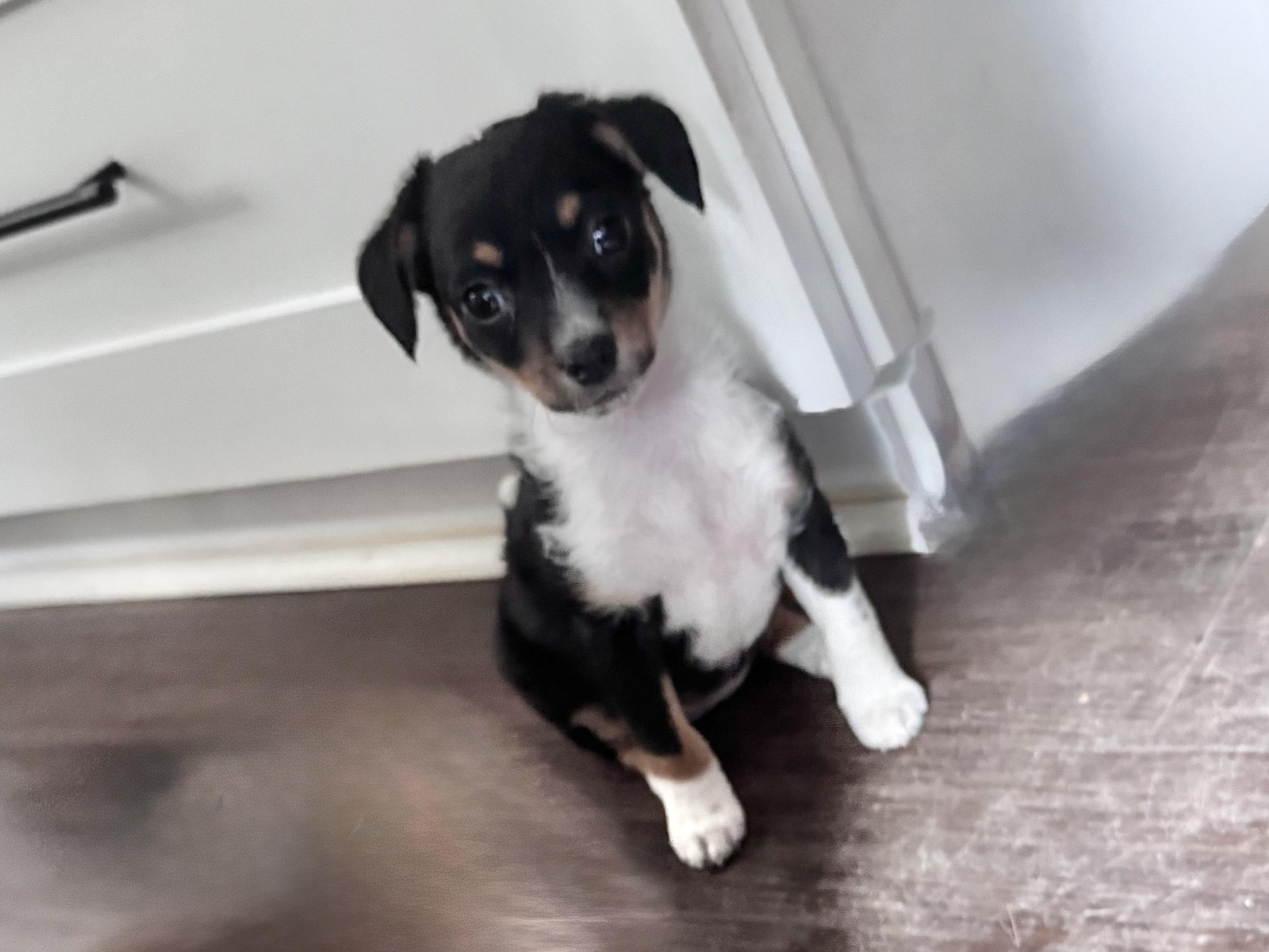 Enlarge Lina, a Adopted mixed breed in Monroe, NC image 3/4