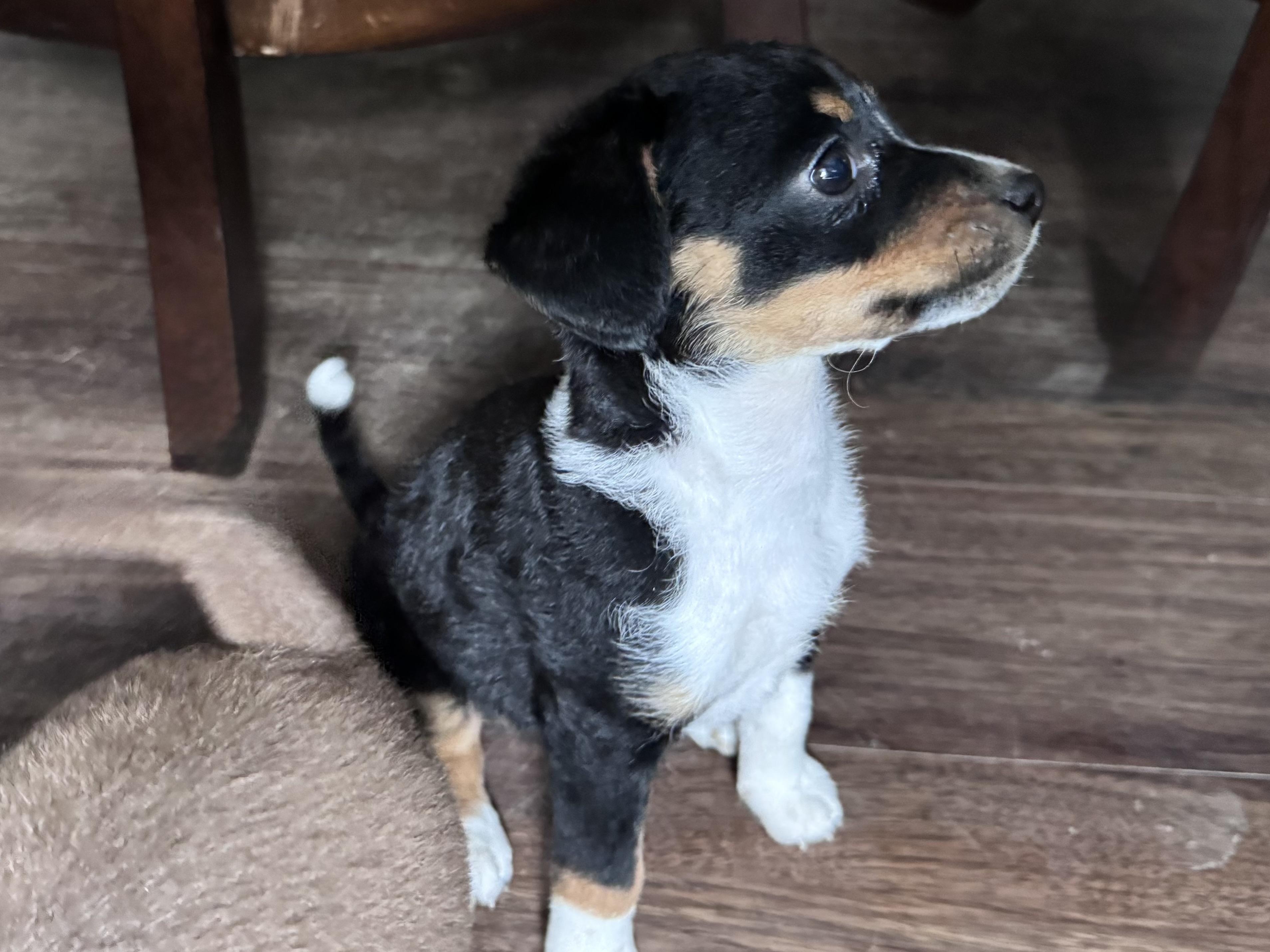 Enlarge Lina, a Adopted mixed breed in Monroe, NC image 4/4