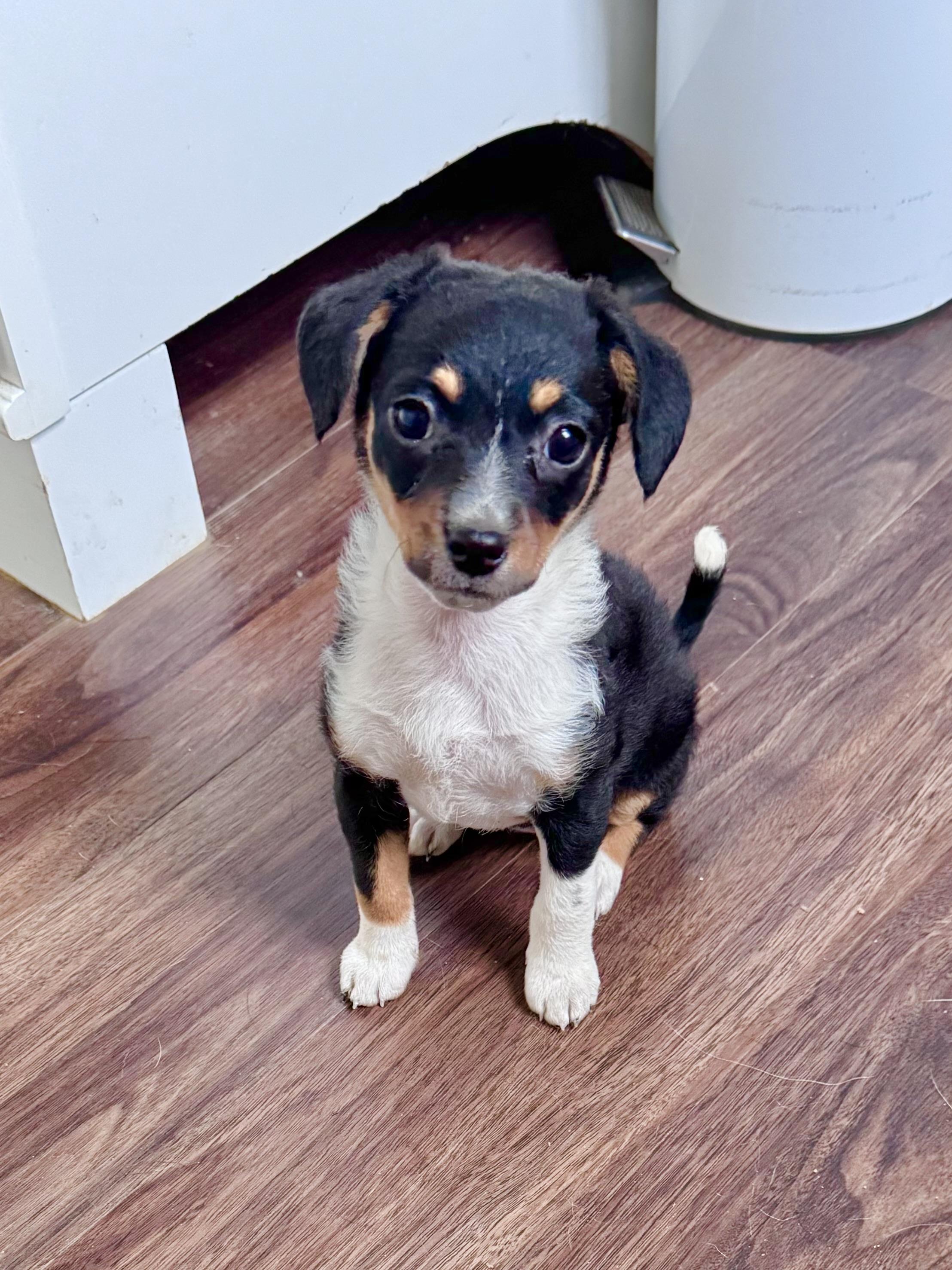 Enlarge Lina, a Adopted mixed breed in Monroe, NC image 1/4