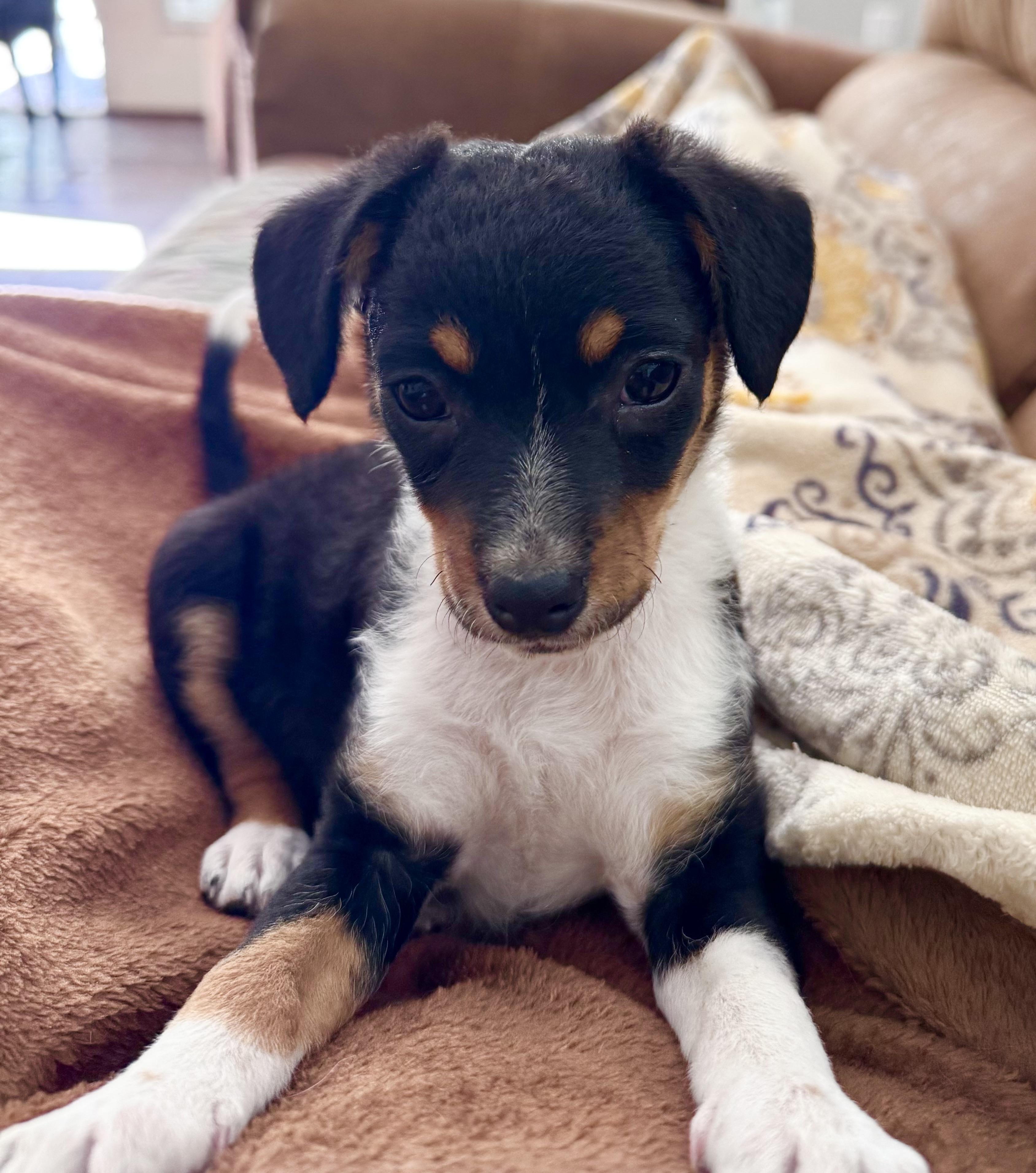 Enlarge Lina, a Adopted mixed breed in Monroe, NC image 2/4