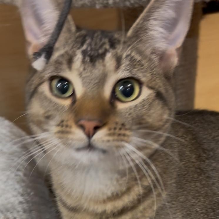 Bronson L thumbnail 2