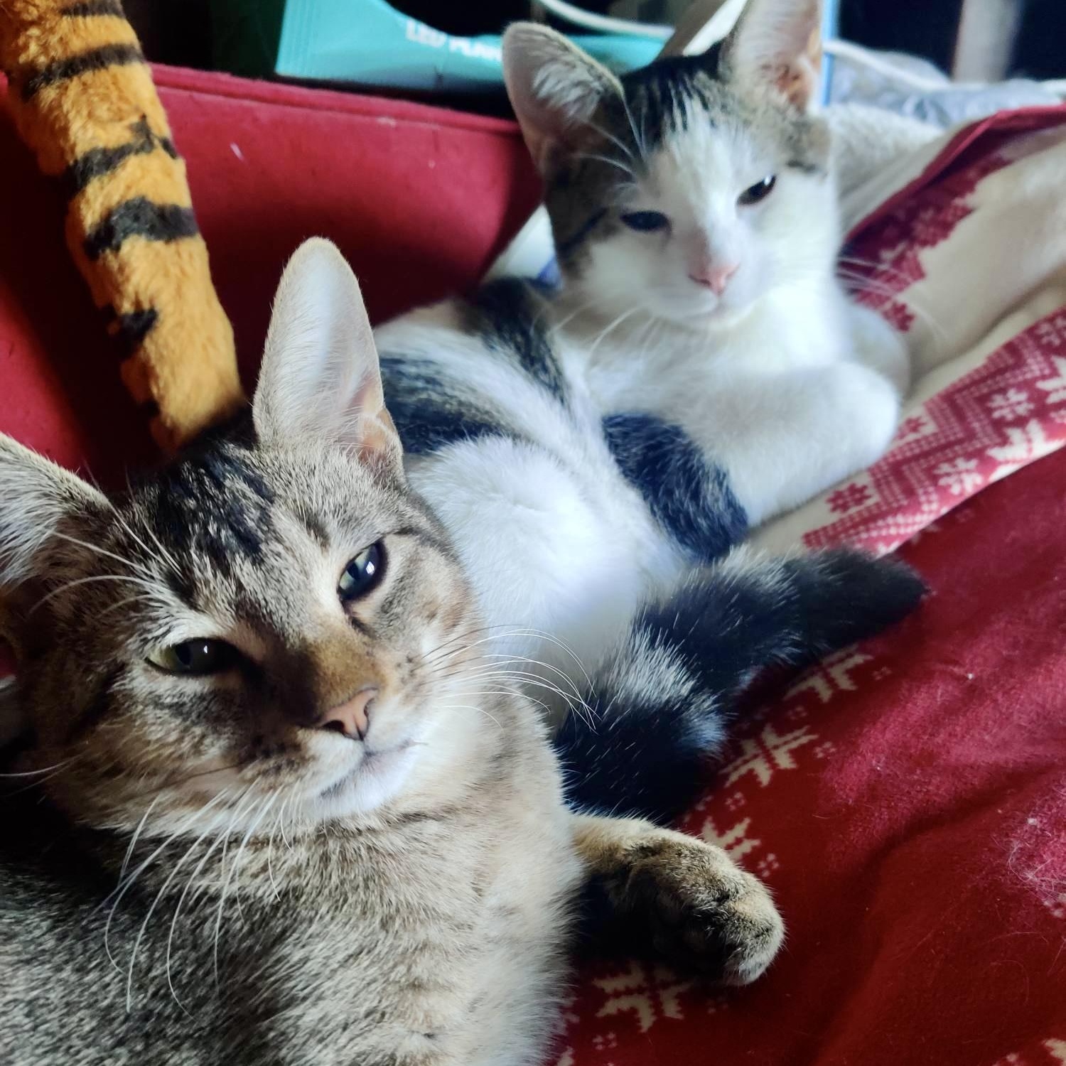 Bronson L thumbnail 4