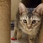 Bronson L thumbnail 5