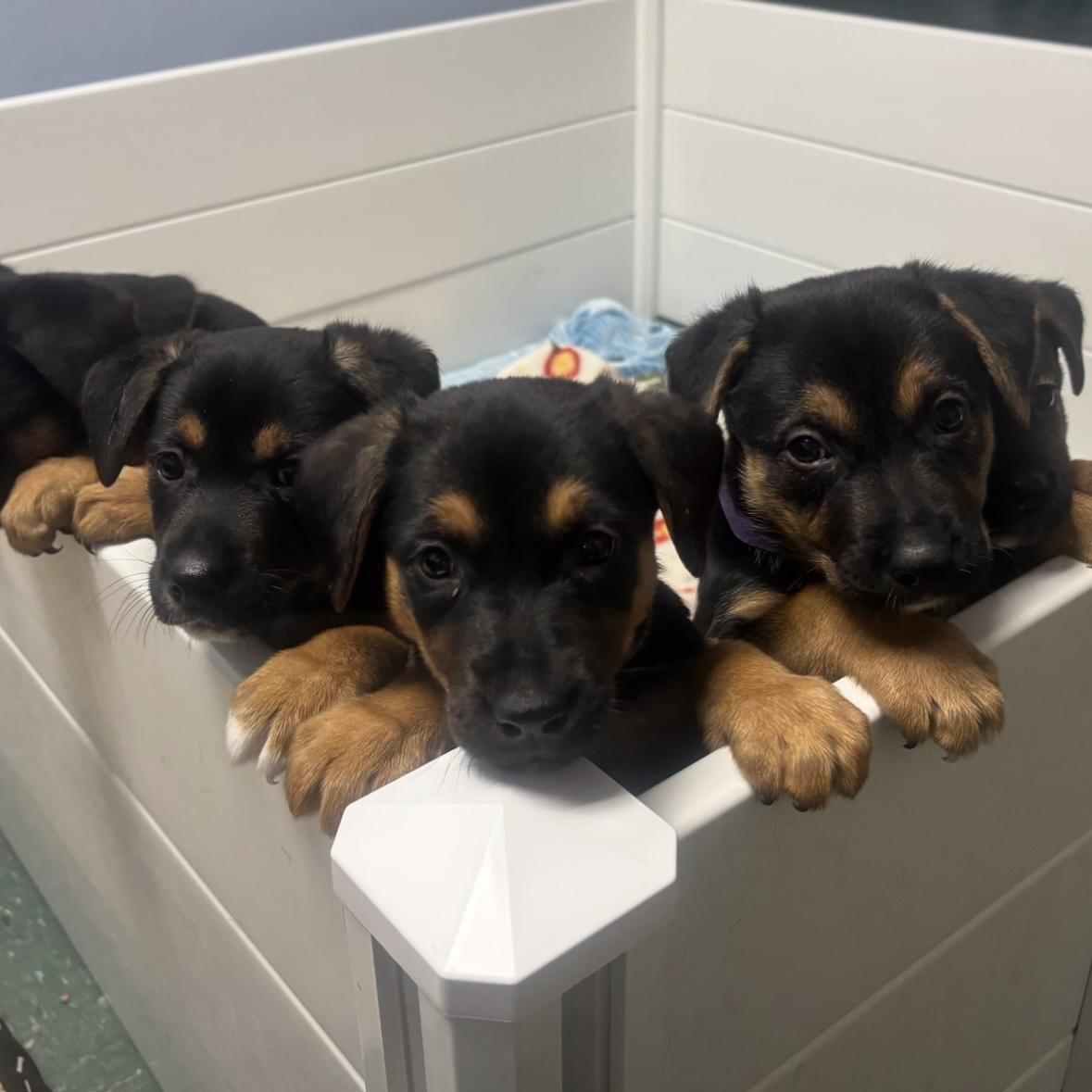 Enlarge Lucy’s Puppies, a ADOPTABLE mixed breed in Waynesburg, PA image 4/5