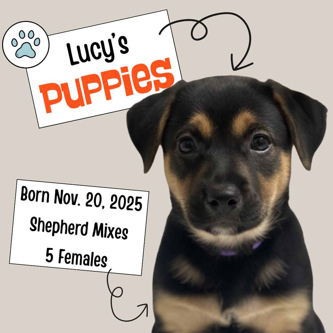 Lucy’s Puppies, ADOPTABLE, Puppy Female Shepherd.