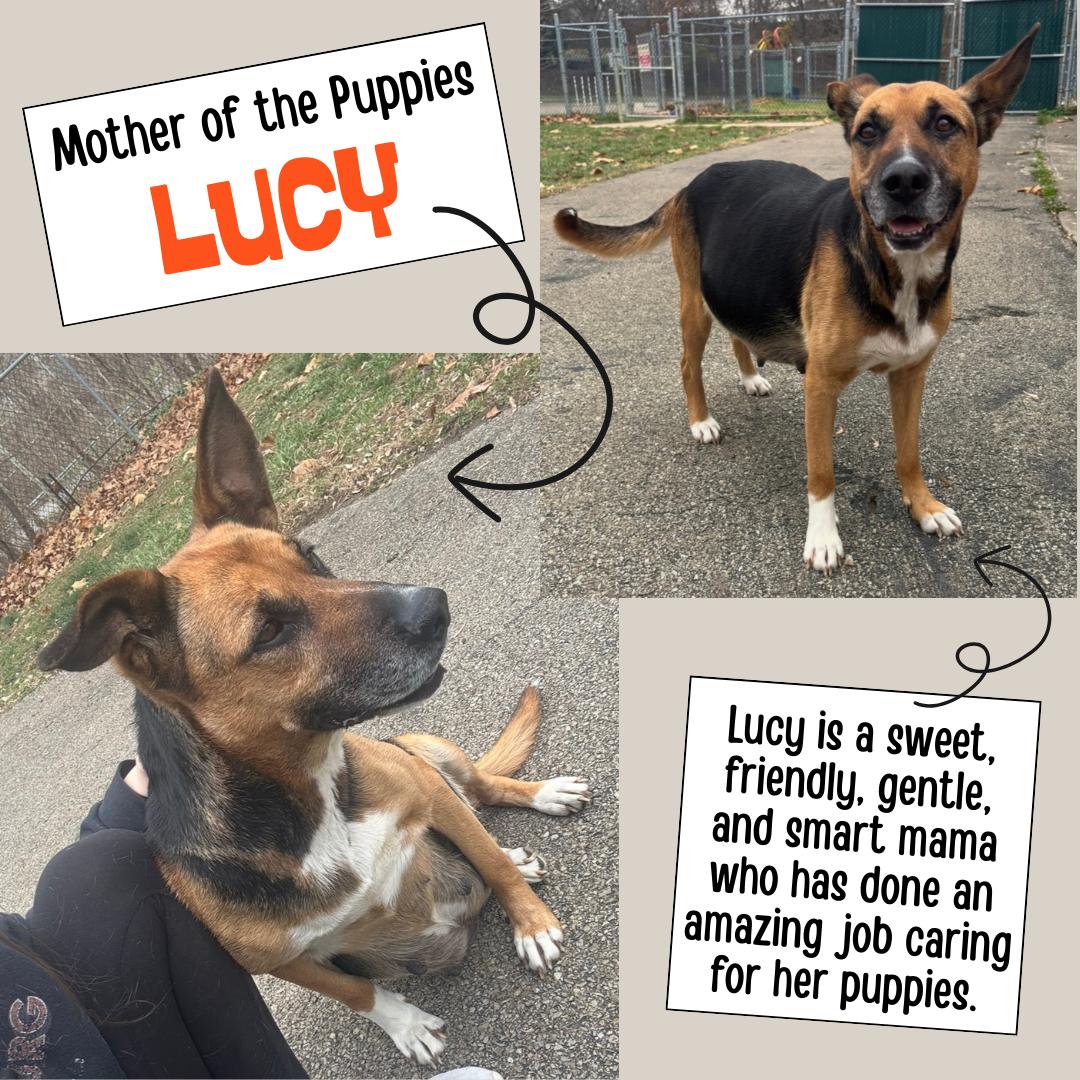 Enlarge Lucy’s Puppies, a ADOPTABLE mixed breed in Waynesburg, PA image 3/5