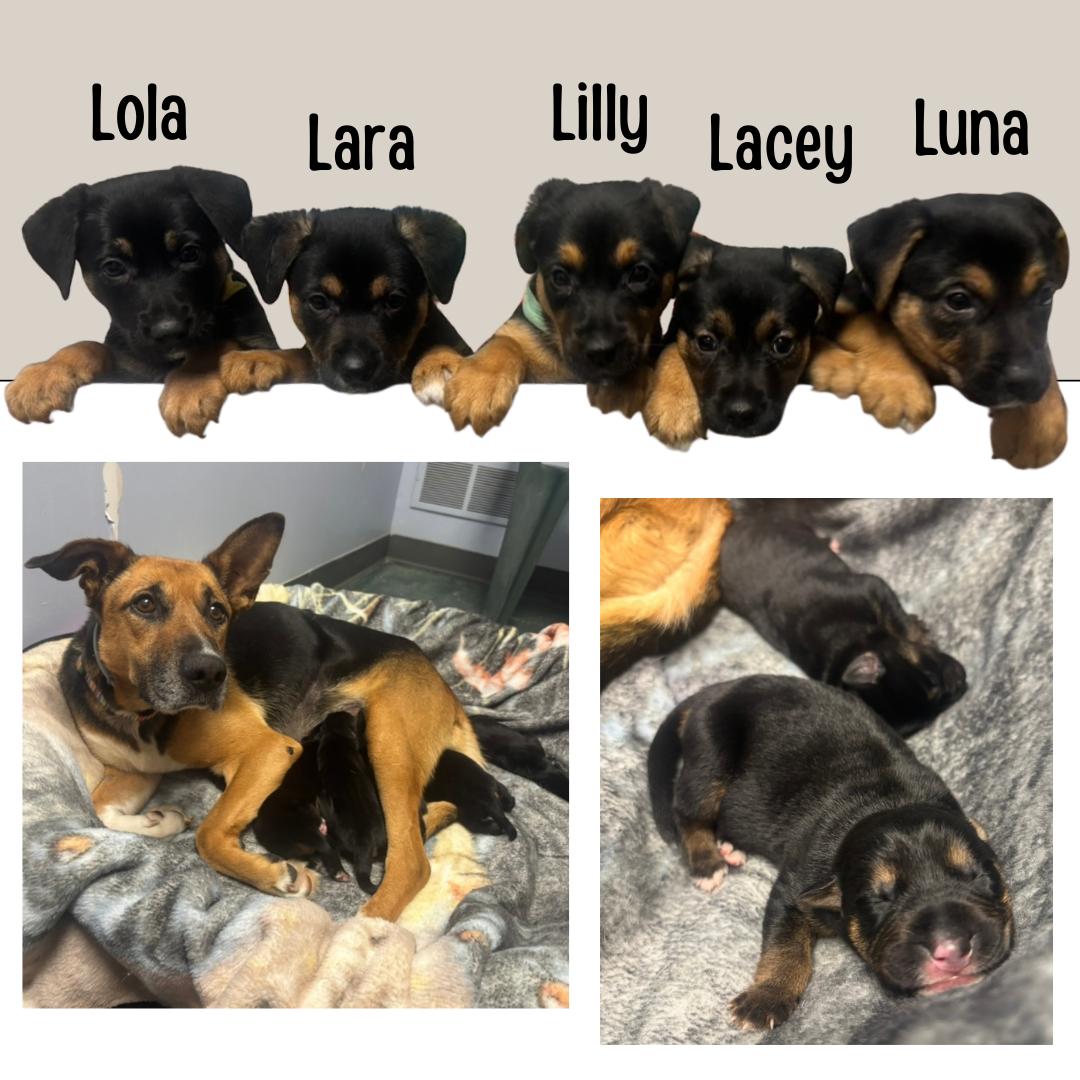 Enlarge Lucy’s Puppies, a ADOPTABLE mixed breed in Waynesburg, PA image 2/5