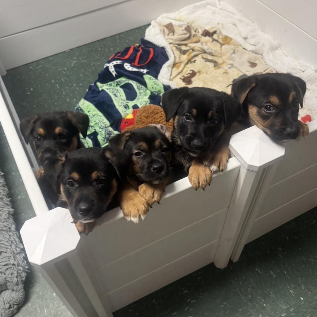 Enlarge Lucy’s Puppies, a ADOPTABLE mixed breed in Waynesburg, PA image 5/5