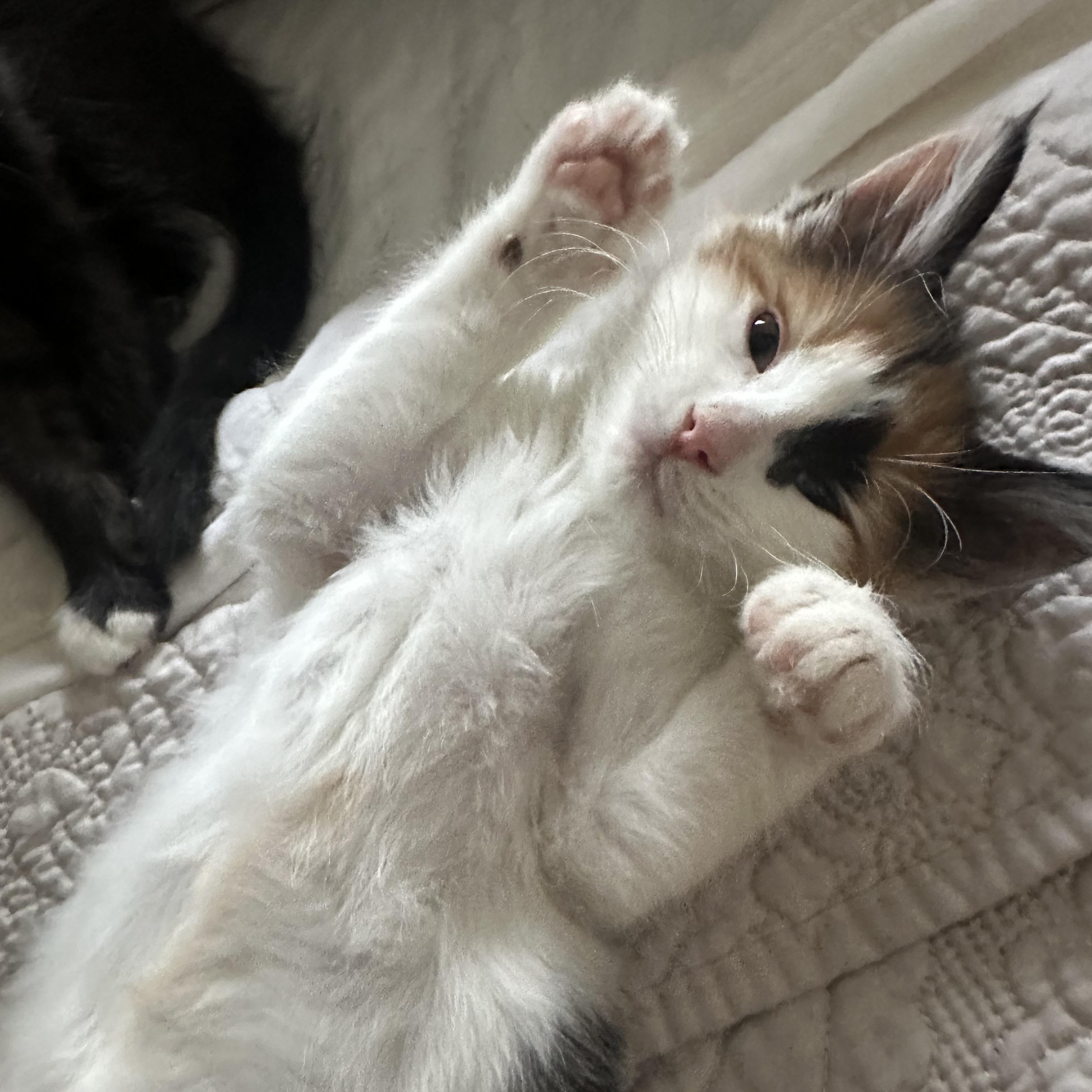 Enlarge Elizabeth, an adopted Domestic Long Hair in Easley, SC image 4/5