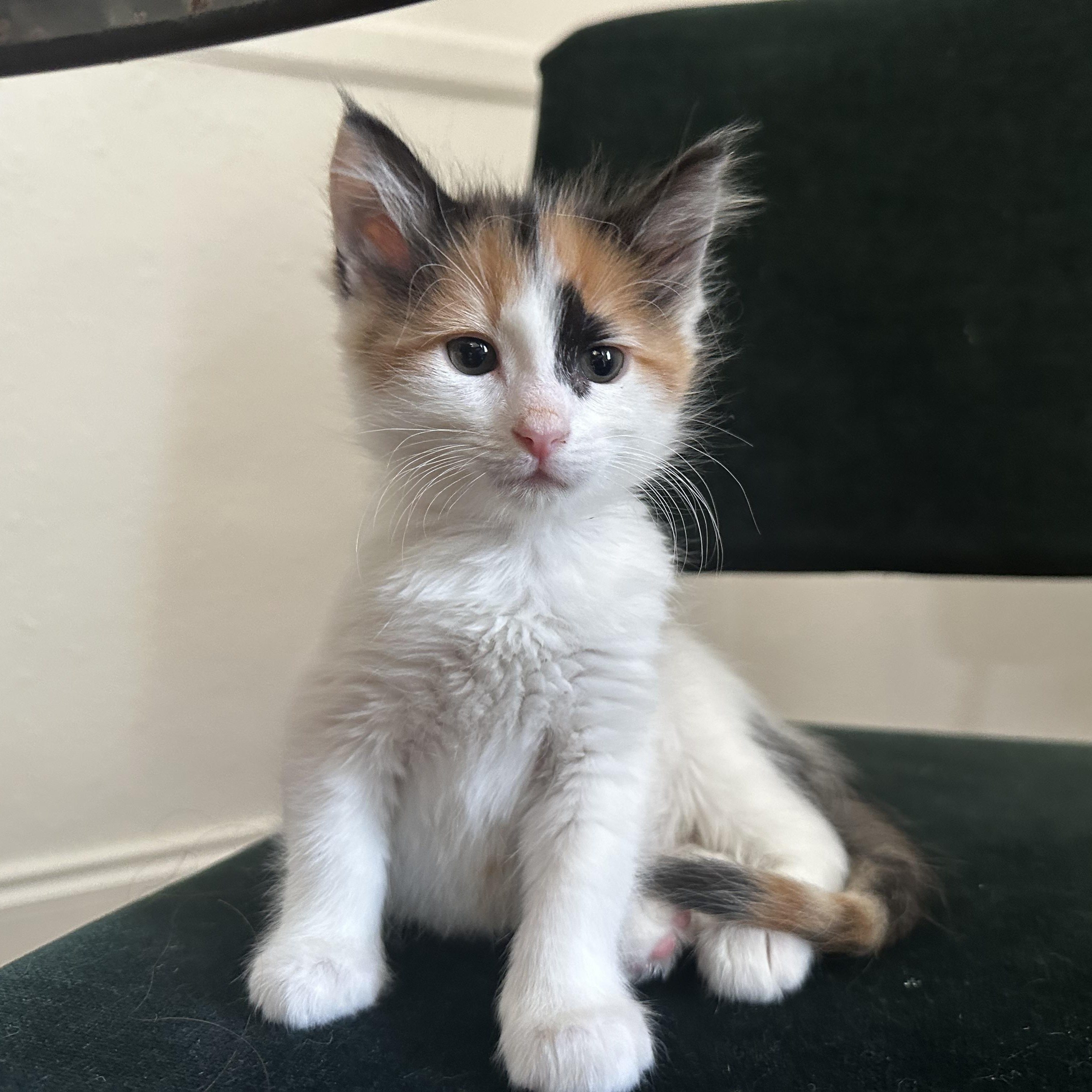 Elizabeth, adopted, Kitten Female Domestic Long Hair.