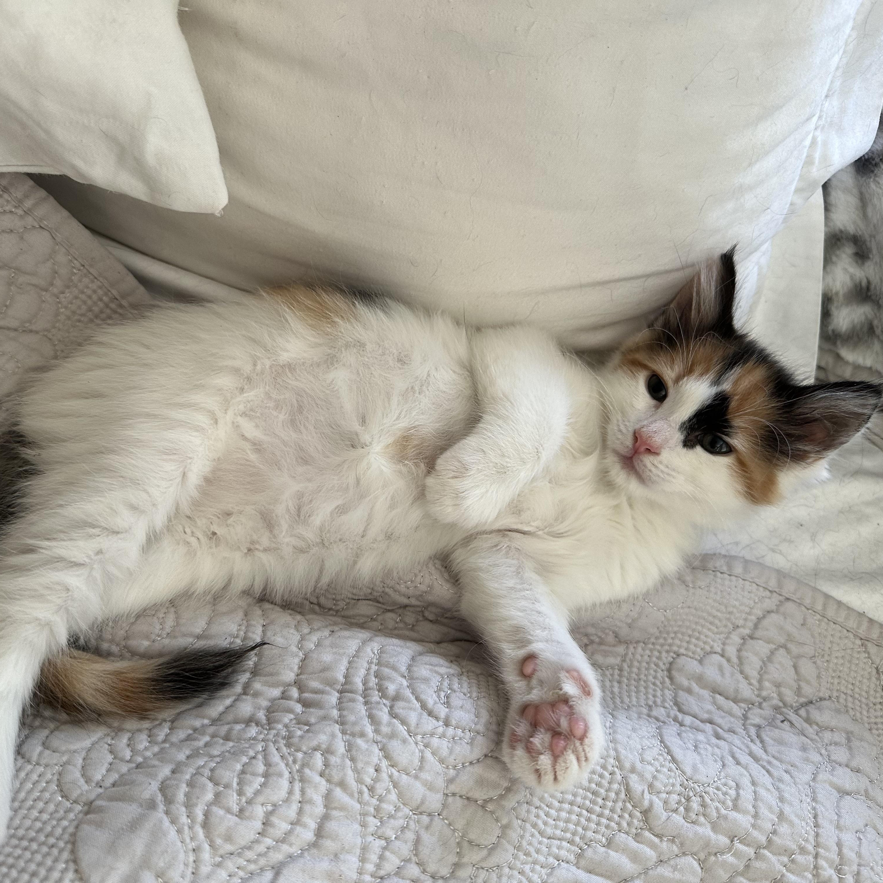 Enlarge Elizabeth, an adopted Domestic Long Hair in Easley, SC image 2/5
