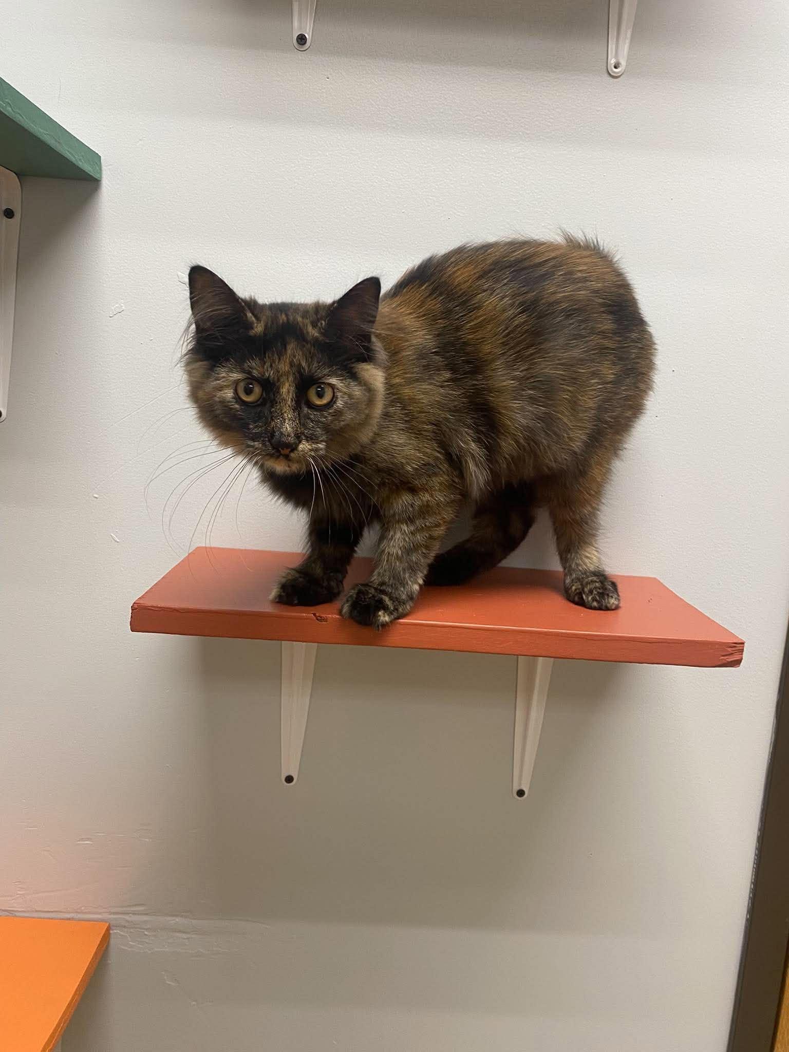 Rosie, Adopted, Young Female Domestic Short Hair.