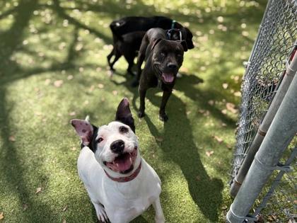 Majestic, Adoptable, Adult Female Terrier & Mixed Breed.