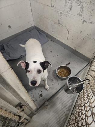 Majestic, Adoptable, Adult Female Terrier & Mixed Breed.