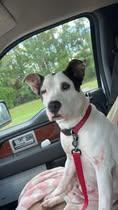 Majestic, a Adoptable mixed breed in Gainesville, FL image 3/3
