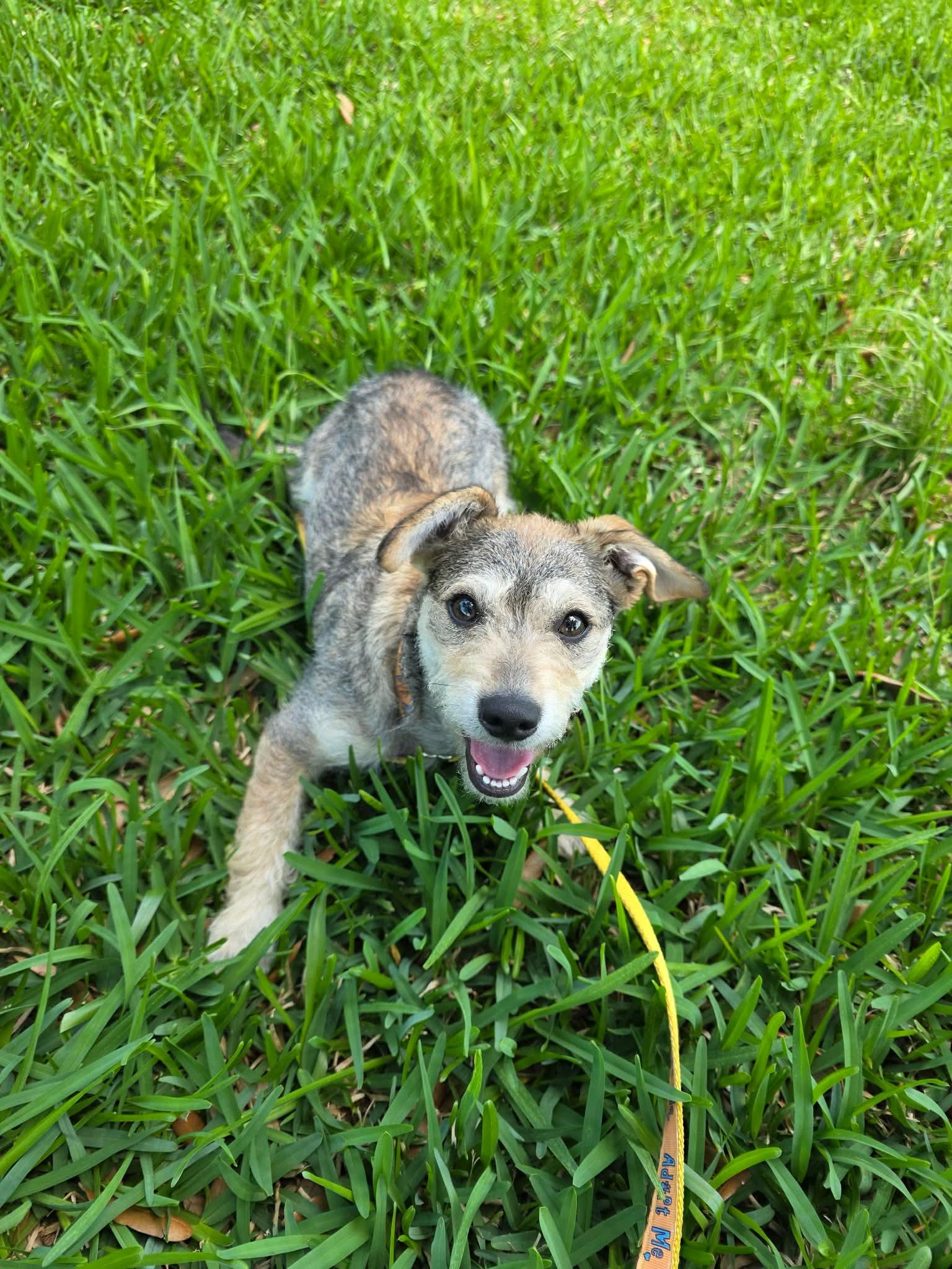 Enlarge Delphine, a Adopted Terrier in Rosenberg, TX image 1/1