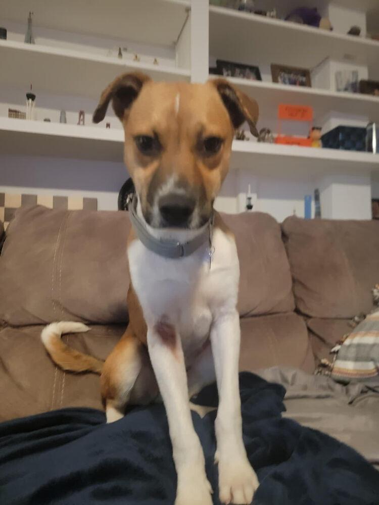 Enlarge Pup Jack, a Adoptable mixed breed in Washington, DC image 1/5