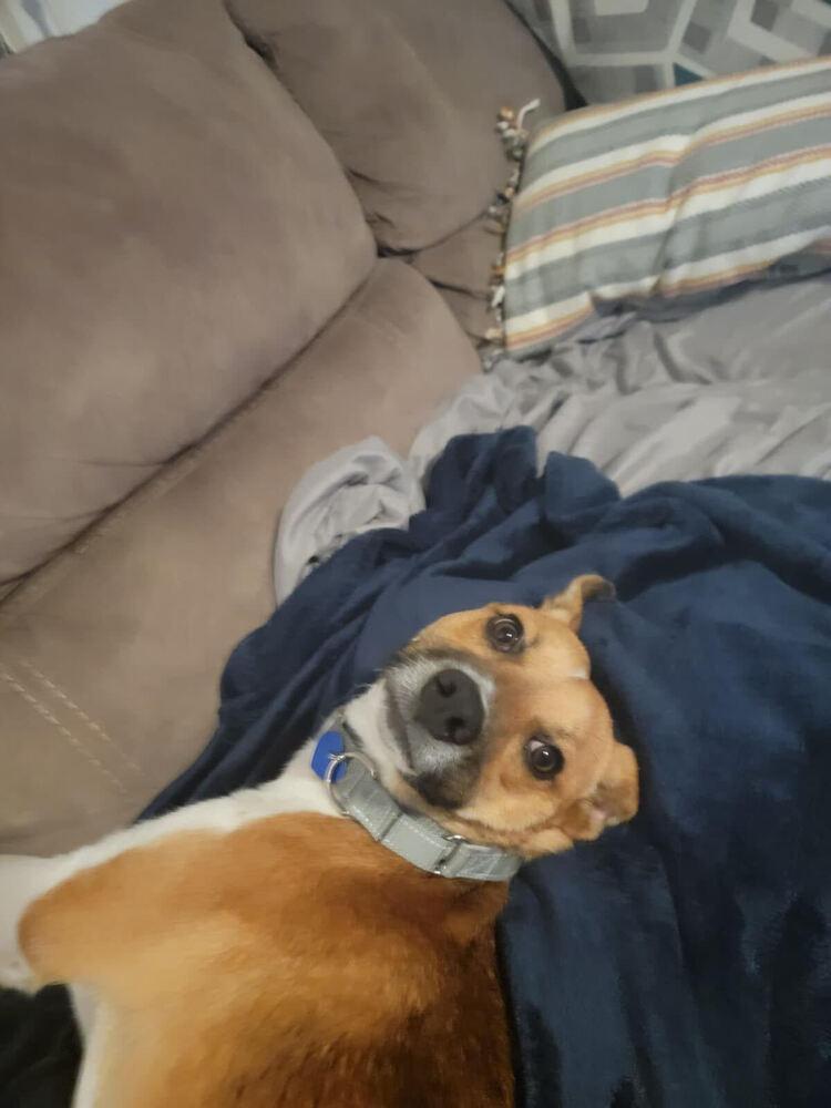 Enlarge Pup Jack, a Adoptable mixed breed in Washington, DC image 2/5