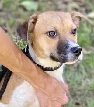 Enlarge Pup Jack, a Adoptable mixed breed in Washington, DC image 3/5