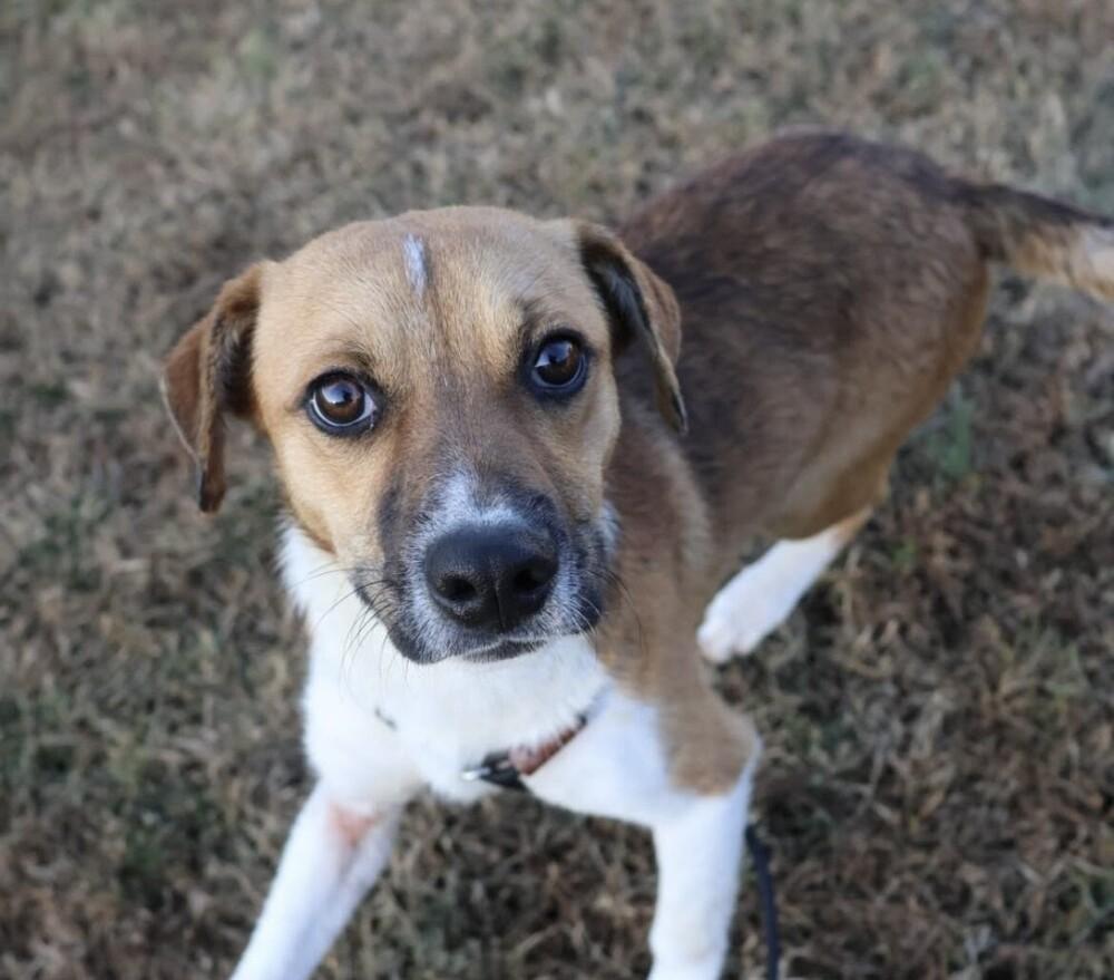 Enlarge Pup Jack, a Adoptable mixed breed in Washington, DC image 4/5