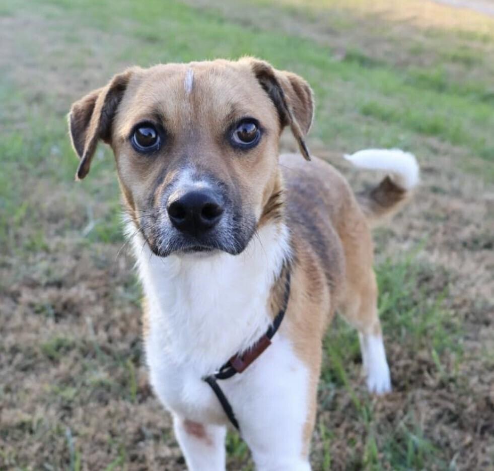 Enlarge Pup Jack, a Adoptable mixed breed in Washington, DC image 5/5