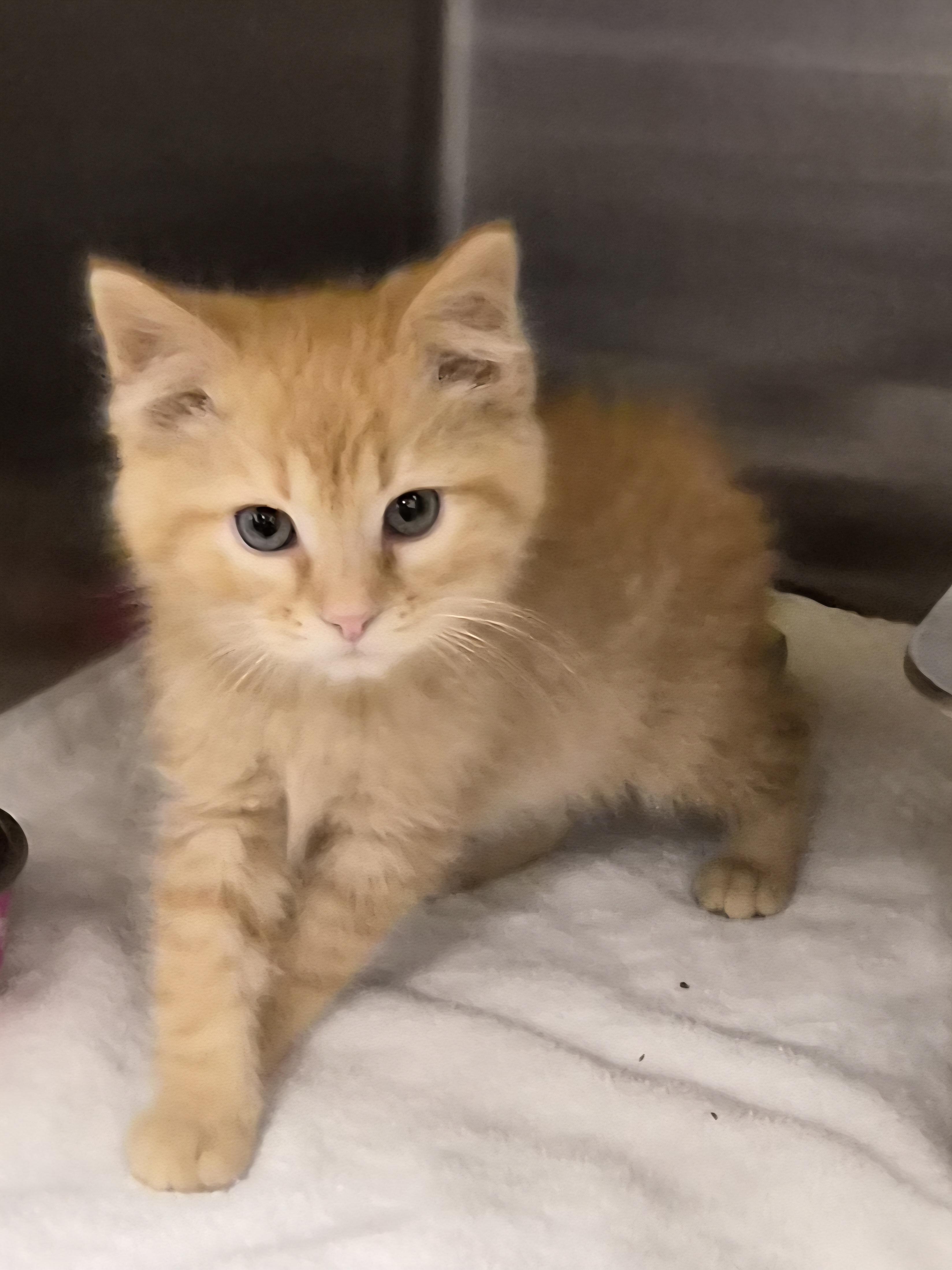 Jack, adopted, Kitten Male Domestic Short Hair.